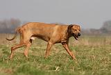 RODESIAN RIDGEBACK 144